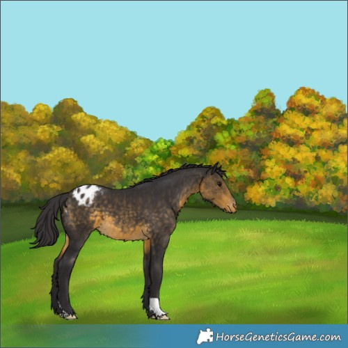Horse Color:Buckskin Appaloosa 