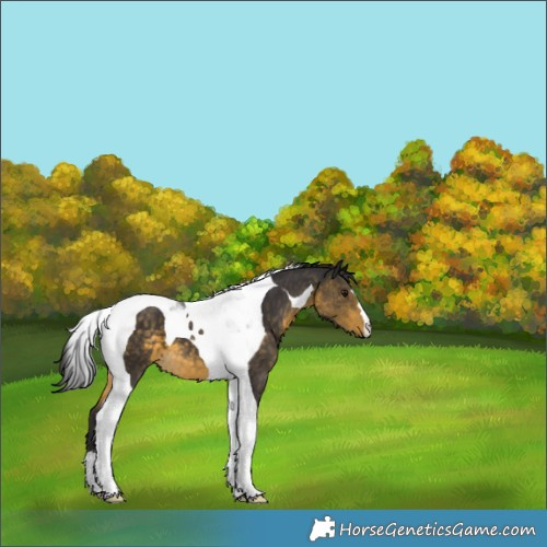 Horse Color:Buckskin Tobiano 