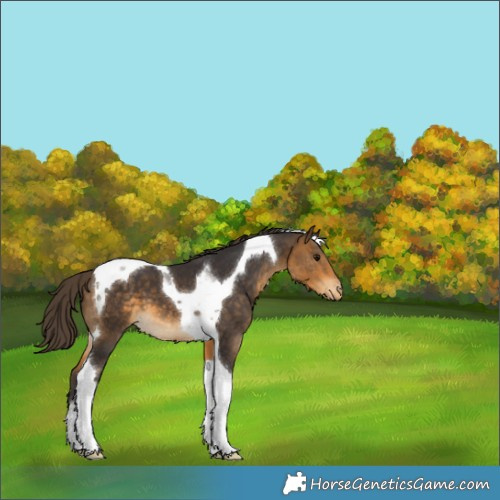 Horse Color:Buckskin Tobiano Appaloosa 