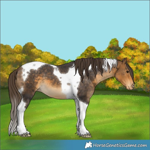 Horse Color:Buckskin Tobiano Varnish 
