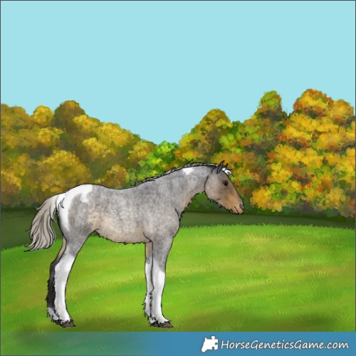 Horse Color:Silver Smoky Blue Roan Tobiano Appaloosa 