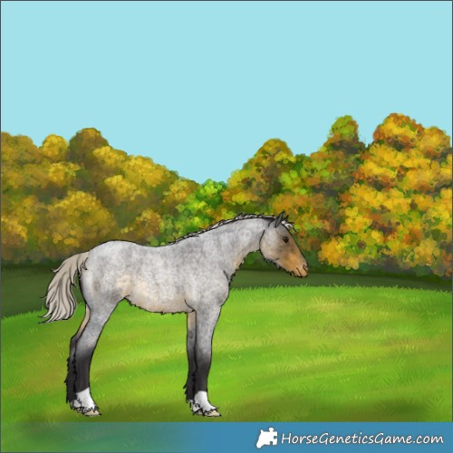 Horse Color:Silver Buckskin Roan Varnish 