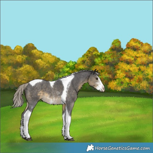 Horse Color:Silver Smoky Black Sabino Tobiano Appaloosa 
