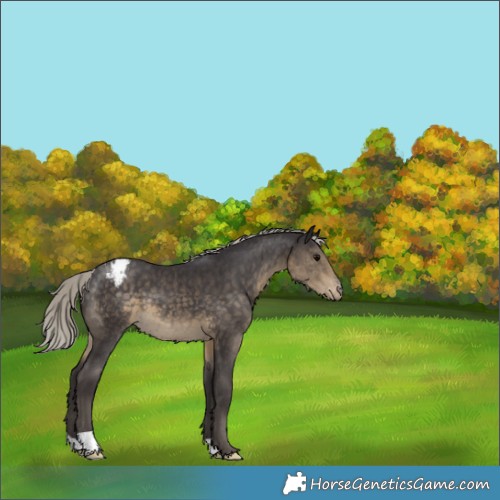 Horse Color:Silver Smoky Black Appaloosa 