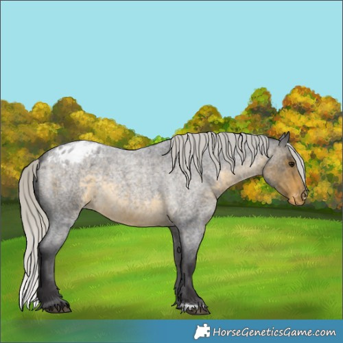 Horse Color:Silver Buckskin Roan Varnish 