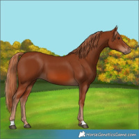 Horse Color:Chestnut 