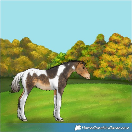 Horse Color:Buckskin Tobiano Appaloosa 