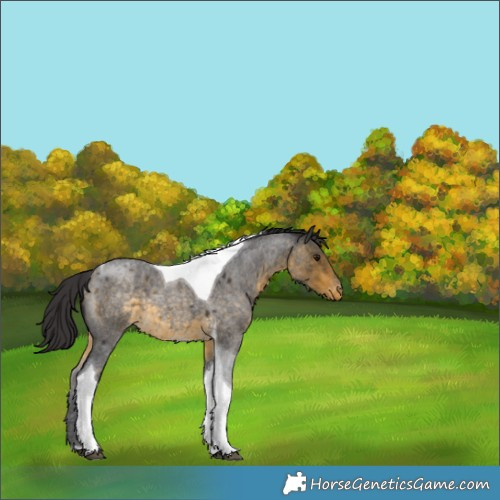 Horse Color:Buckskin Roan Tobiano Appaloosa 
