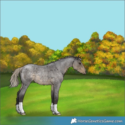 Horse Color:Silver Smoky Blue Roan 