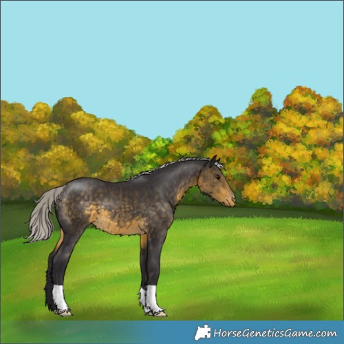 Horse Color:Silver Buckskin Appaloosa 