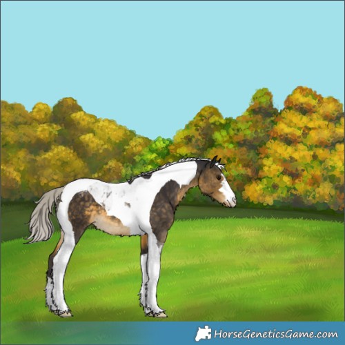 Horse Color:Silver Buckskin Tobiano Varnish 