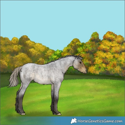 Horse Color:Silver Smoky Blue Roan 