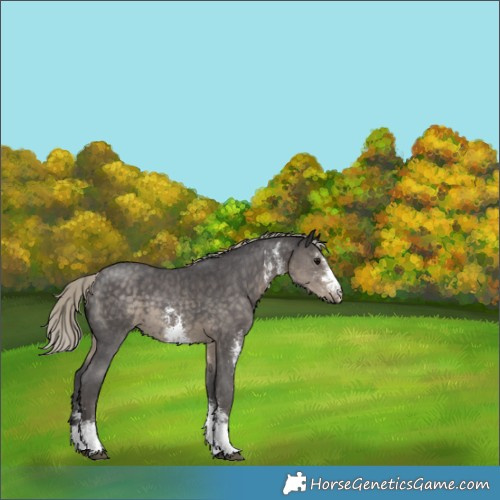 Horse Color:Silver Smoky Black Sabino