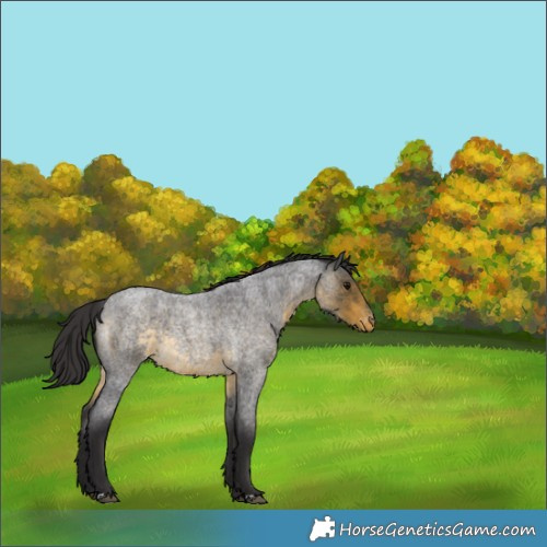 Horse Color:Buckskin Roan Varnish 