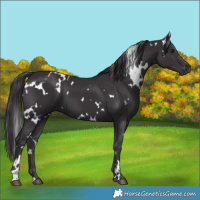 Horse Color:White Spotted Smoky Black 