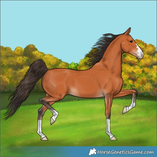 Horse Color:Bay 