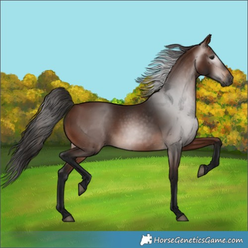Horse Color:Gray Bay