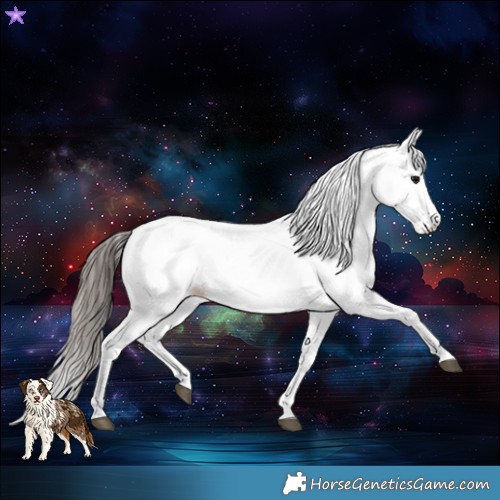 Horse Color:White Spotted Bay 