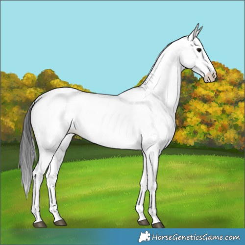 Horse Color:White Spotted Blue Roan 
