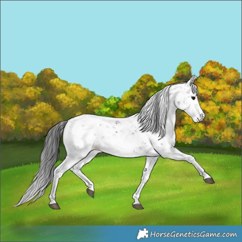 Horse Color:Black Sabino 