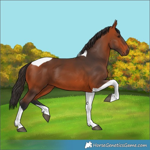 Horse Color:Bay Tobiano 