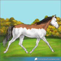 Horse Color:Bay Splash