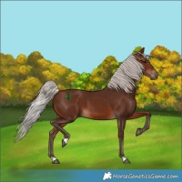 Horse Color:Silver Bay 
