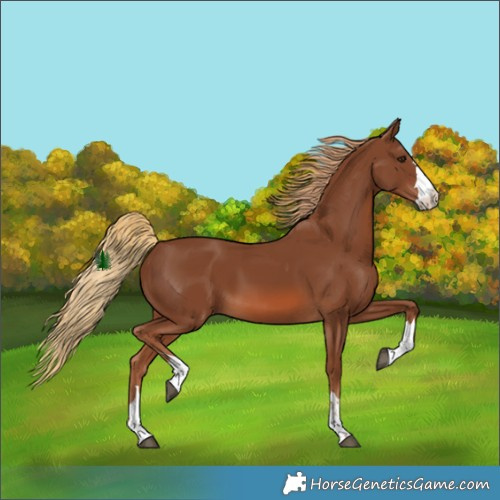 Horse Color:Chestnut 