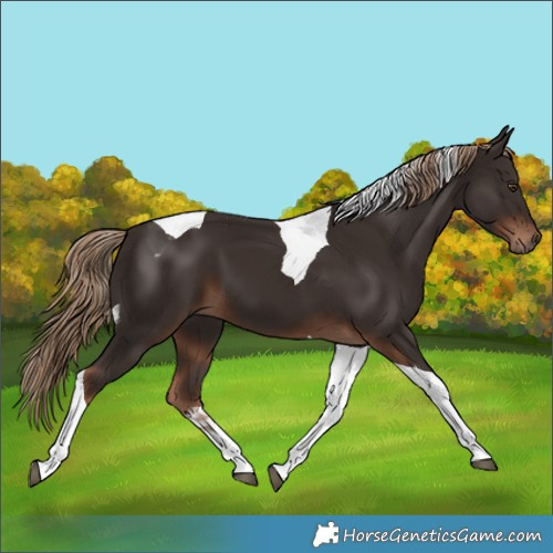 Horse Color:Liver Chestnut Tobiano 
