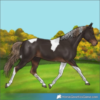 Horse Color:Liver Chestnut Tobiano