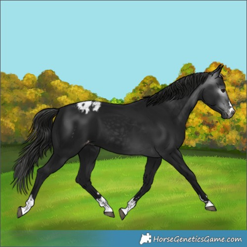 Horse Color:Gray Smoky Black Appaloosa 