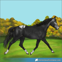 Horse Color:Gray Smoky Black Appaloosa 