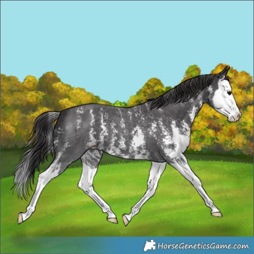 Horse Color:Smoky Black Sabino Splash