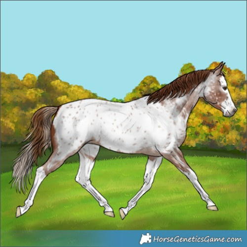 Horse Color:Gray Red Roan Splash Appaloosa 