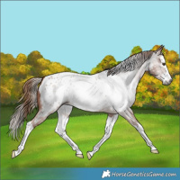 Horse Color:Gray Red Roan Splash Near Leopard