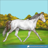 Horse Color:Gray Red Roan Splash Near Leopard
