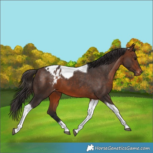 Horse Color:Bay Tobiano Appaloosa 