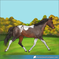 Horse Color:Bay Tobiano Appaloosa