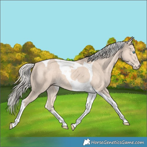 Horse Color:Cremello Tobiano