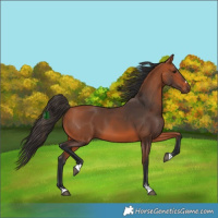 Horse Color:Bay 