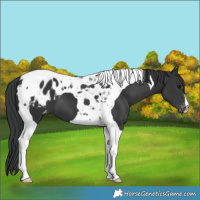 Horse Color:Black Tobiano Appaloosa 