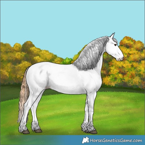 Horse Color:White Spotted Chestnut 