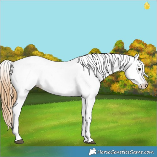 Horse Color:White Spotted Red Dun 