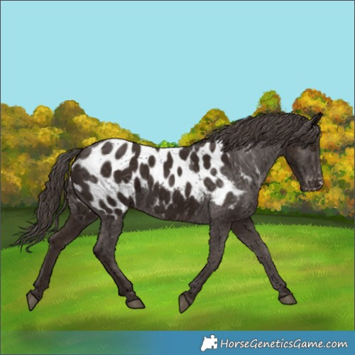 Horse Color:Liver Chestnut Appaloosa 