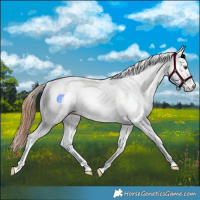 Horse Color:White Spotted Chestnut 