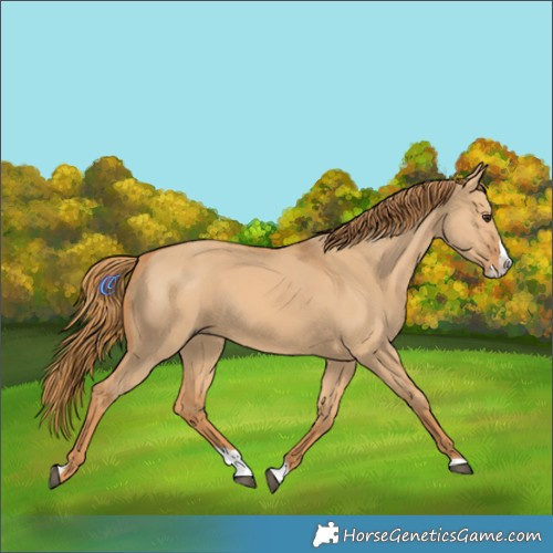 Horse Color:Red Dun Splash 