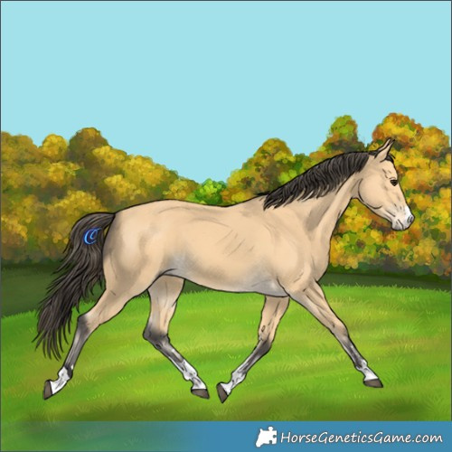 Horse Color:Buckskin 