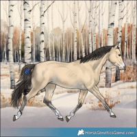 Horse Color:Buckskin