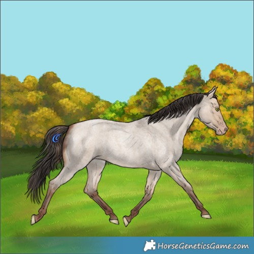 Horse Color:Amber Champagne Roan Dun 