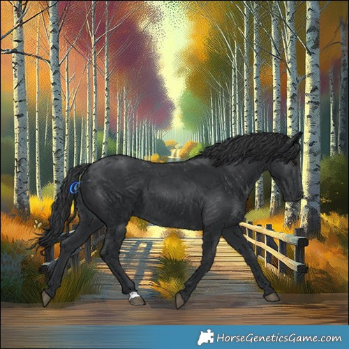 Horse Color:Black 